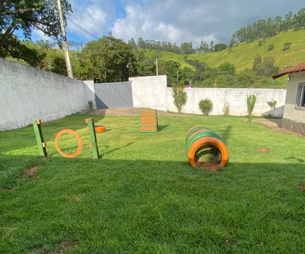 Cão feliz na Natu