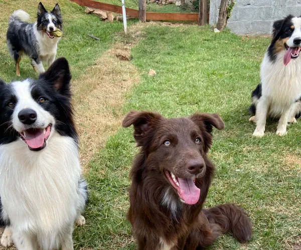 Cão brincando