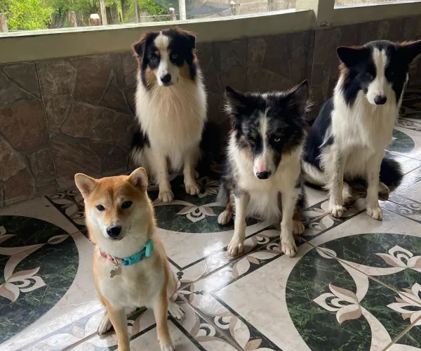 Cão em ambiente da Natu
