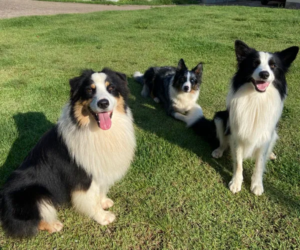 Cão na estrutura da Natu