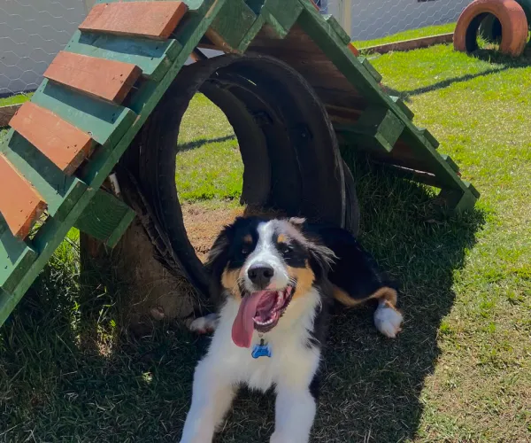 Cão na estrutura exclusiva da Natu