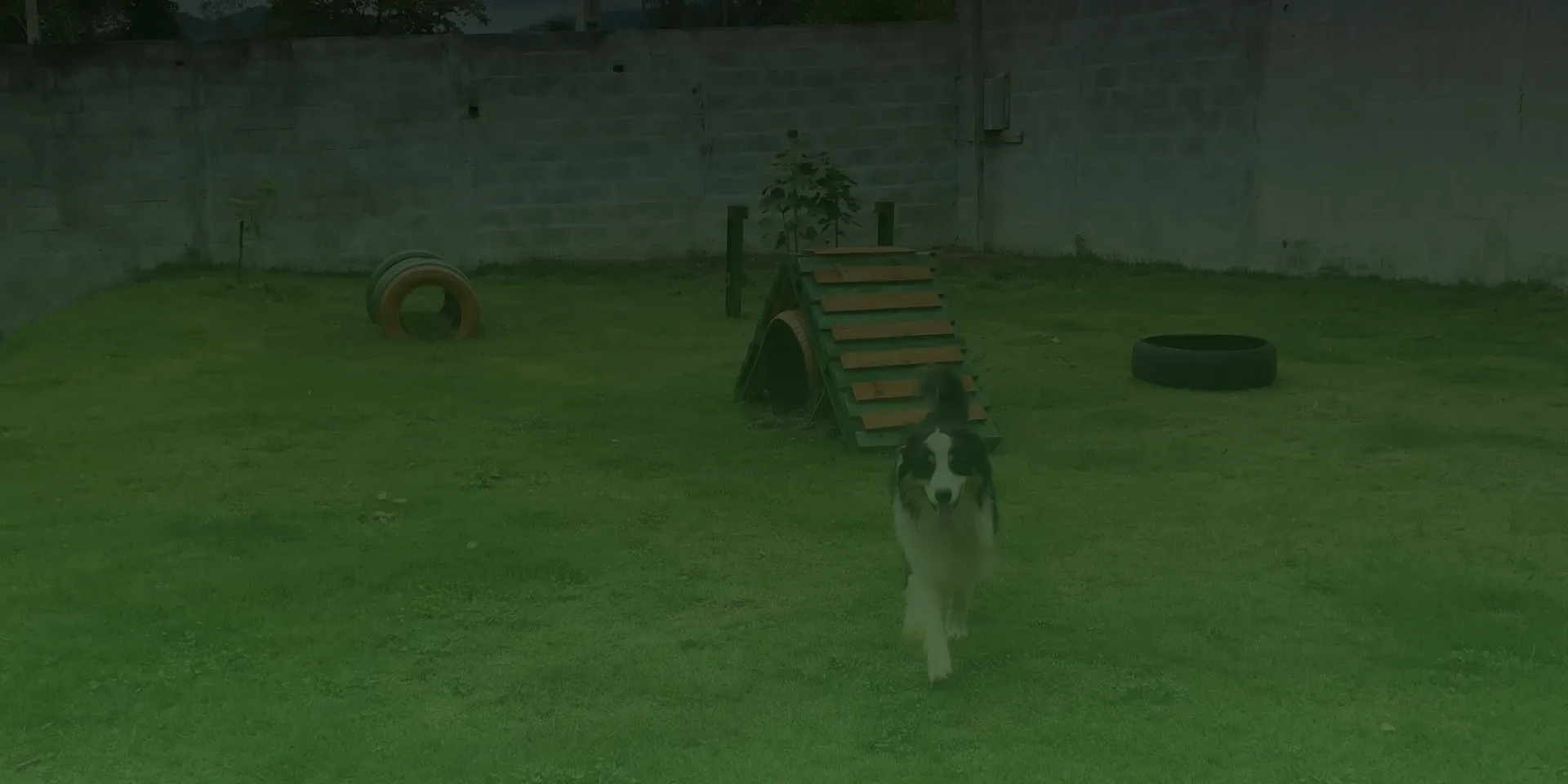 Cães correndo no gramado da Natu Espaço Canino
