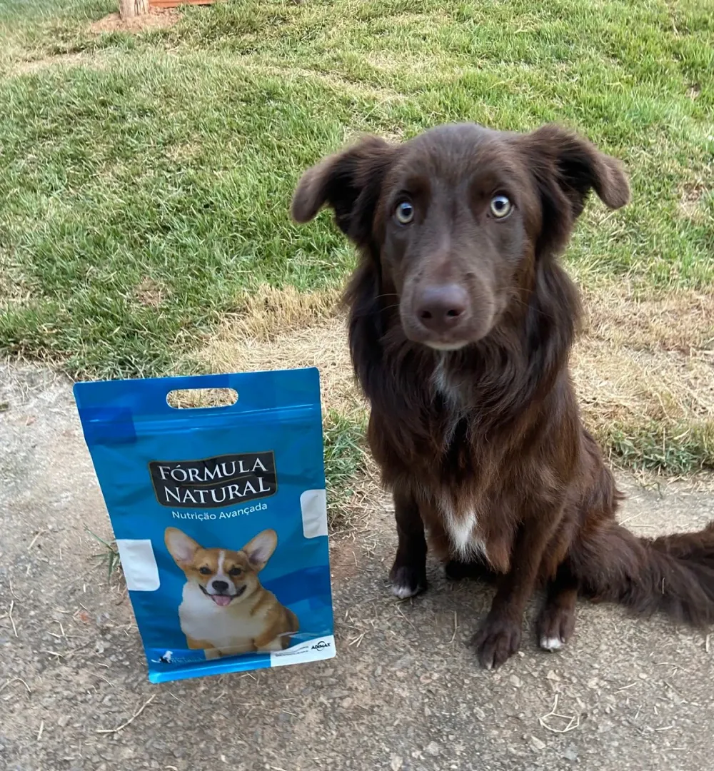 Cão feliz com Formula Natural